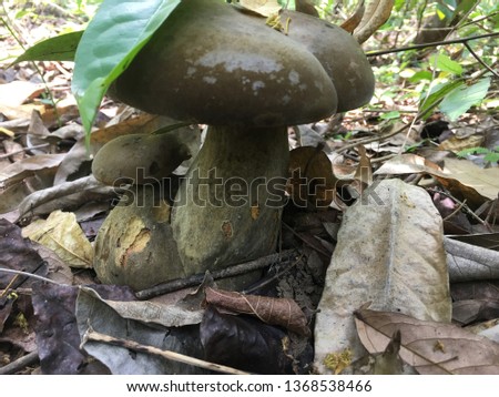 Mushroom, turtle on the nature.