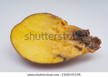 Spoiled potato tuber in a cut on a white background. Rotten potatoes cut in half. Improper storage of vegetables.