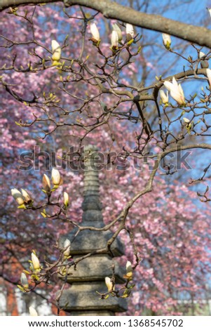 cherry and magnolia blossoms in japanese garden