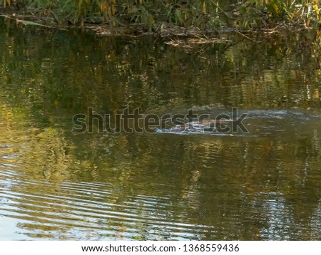 long shot of a platypus swimming in a river