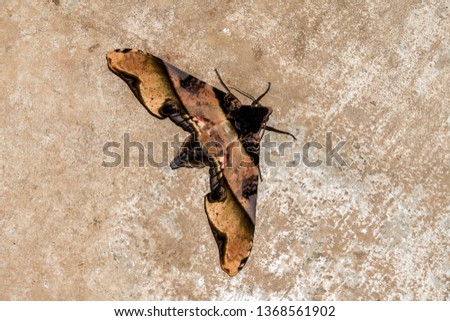 moth on tree bark, beautiful photo digital picture