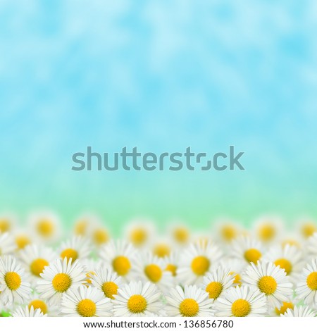 Field of daisies on the blue sky background Royalty-Free Stock Photo #136856780