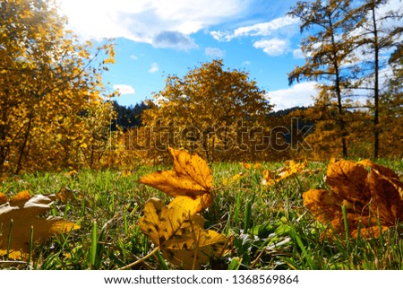 Autumn landscape austria tree leaves sky background.
