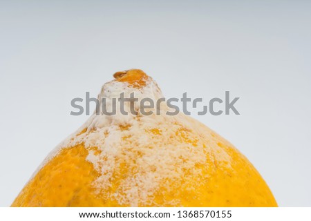 Lemon with mold on a white background. A rotten lemon. Improper storage of food. Fungus with molds on citrus.