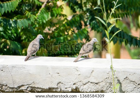 Mourning doves are light grey and brown and generally muted in color. Males and females are similar in appearance. The species is generally monogamous, with two squabs (young) per brood.