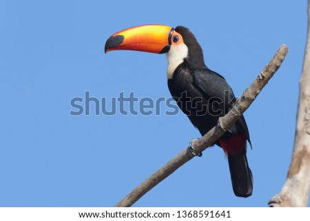 Toco Toucan (Ramphastos toco) perched in a dead tree at Baia das Pedras in the Pantanal, Brazil, South America.