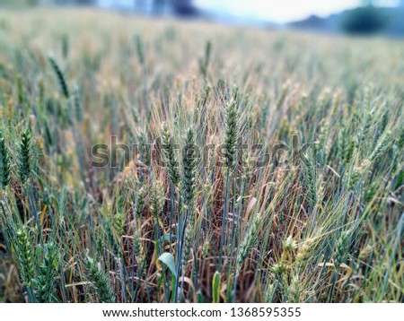 Picture of wheat fields