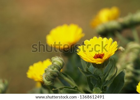 pot marigold or Calendula officinalis, ruddles, common marigold, Scotch marigold