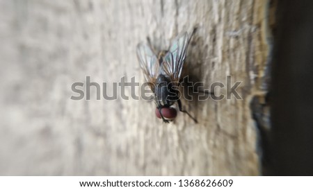 Indian Housefly Closeup Isolated Photo taken with Wall