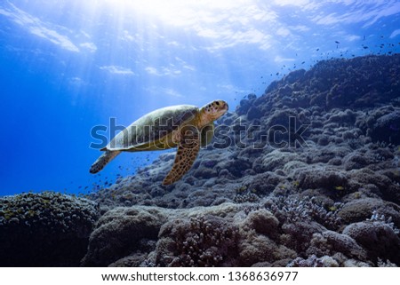 Green turtle swimming  in a coral reef with shimmering natural sunlight in Tubbataha Philippines