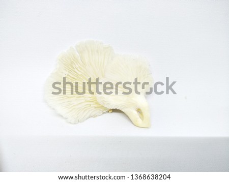 Close up view of fresh raw Jamur tiram putih or White Oyster mushrooms group isolated on white background with gills textures. Healthy food vegetable for health daily consume for diet 