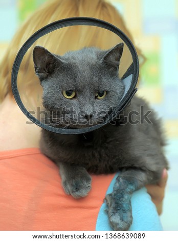 gray cat in the postoperative collar