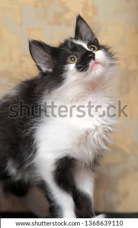 small fluffy black and white kitten with a funny pattern on the face