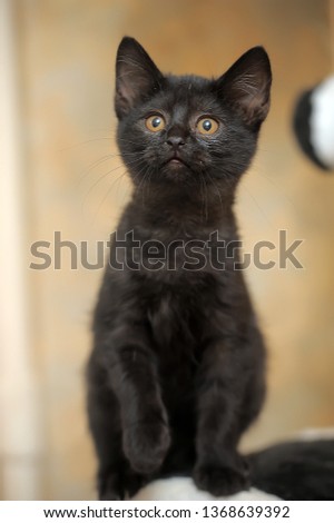 little funny curious black kitten with amber eyes
