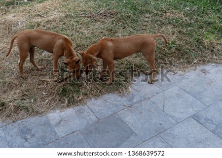Tho young Rhodesian Ridgeback  puppis playing with a stick, picture from Phu Quoc Island, Vietnam.
