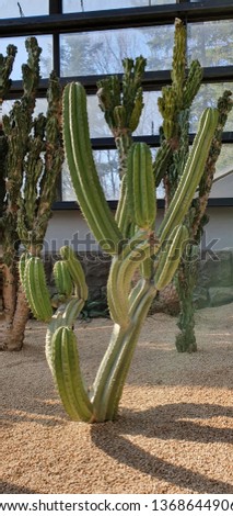 cactus plant background 