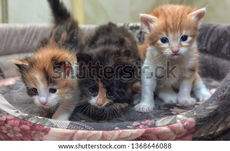 three cute kittens together