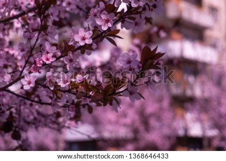  Close-up of Cherry Tree blooming in Timisoara, Romania. Royalty-Free Stock Photo #1368646433