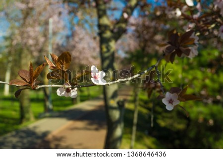 Close-up of Cherry Tree blooming in Timisoara, Romania. Royalty-Free Stock Photo #1368646436