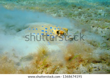 Yellow stingray (Bluespotted ribbontail ray, Taeniura lymma) feeding on the sandy bottom. Scuba diving with the marine life, travel picture. Aquatic wildlife, ray in the sea.