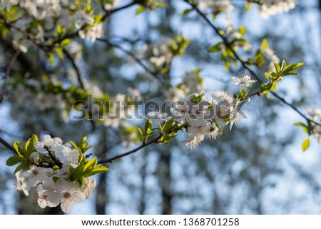 Blooming fruit trees. April in Poland. Blue sky.  Spring colors. Background with white flowers on a blue sky. 