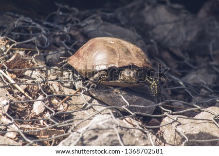 Small turtle sits  on the stones.