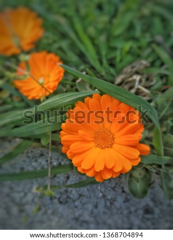 Small beautiful orange flower,
bokeh background.