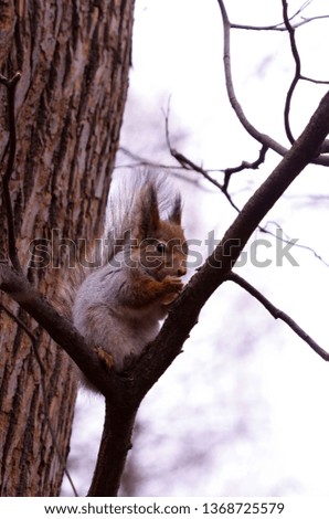 The baby squirrel sits on a branch of a tree and holds in pads of sterns. A squirrel in the spring sitting on a tree. Sciurus vulgaris. Copy space