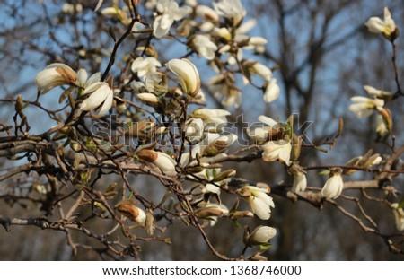 A large, beautiful branch of blooming white magnolia. The natural beauty of the spring flower. On the background of trees