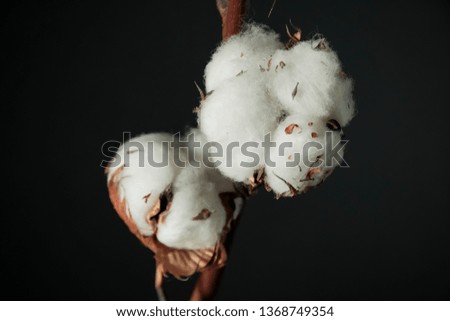 A branch of beautiful soft cotton flowers on a dark background, isolated, closeup.