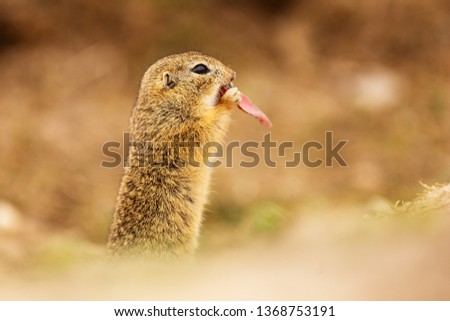 European ground squirrel (Spermophilus citellus) is standing and eating rest red apple