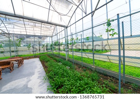 Eggplant grown in modern agricultural greenhouses.