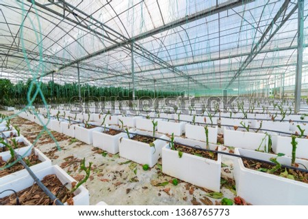 Peppers and bacon grow in modern agricultural greenhouses.