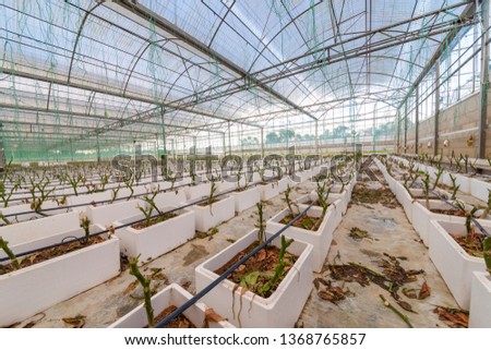 Peppers and bacon grow in modern agricultural greenhouses.