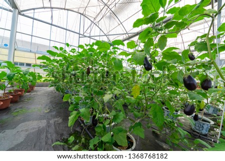 Eggplant grown in modern agricultural greenhouses.