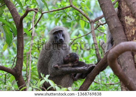 Baboon Monkey, mother and newborn. Tanzania, Africa 