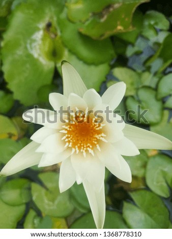 white lotus bloom in pond