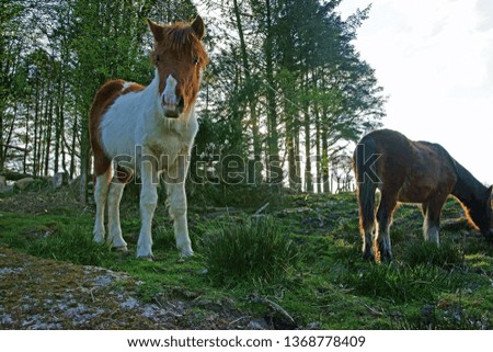 Wild ponies grazing peacefully on Bodmin Moor, Cornwall, England, United Kingdom