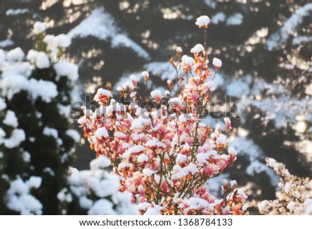 Spring Snowy Magnolia Flowers