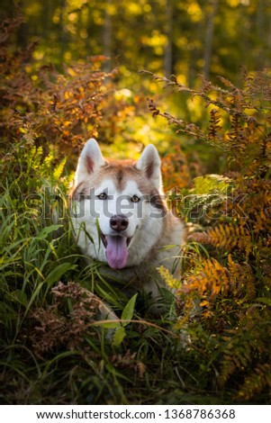 Portrait of happy and beautiful siberian husky dog with brown eyes lying in fern grass in the forest at sunset in autumn.