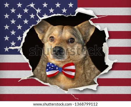 The dog in a bow tie is looking through hole in the paper flag of USA.