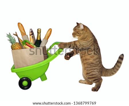 The cat is pushing the green wheelbarrow with a grocery bag full of food. White background. Isolated.