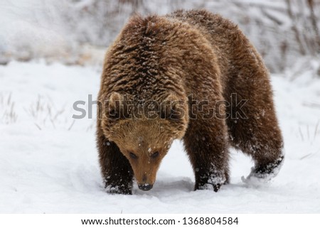 Brown bear walking in the forest during a snowfall
