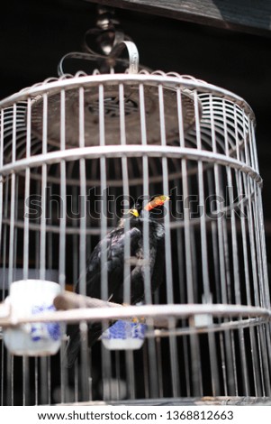 Mockingbird in a cage