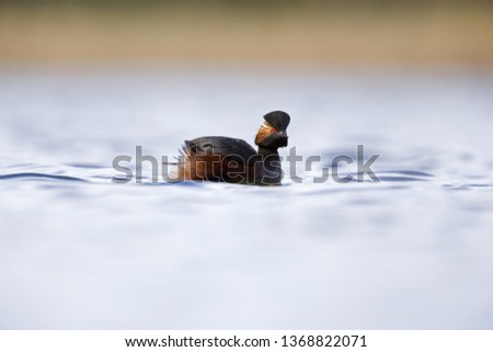 black-necked grebes (Podiceps nigricollis) swimming in a pond in a city in the Netherlands. Swimming alone with warm background colours.