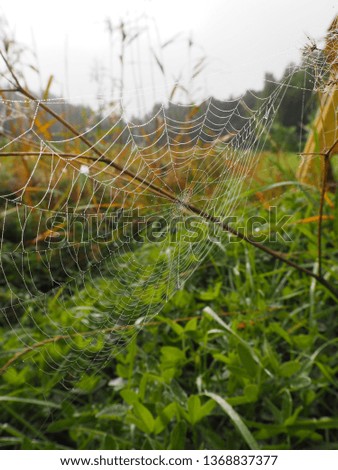 Spider web with dewdrops closup