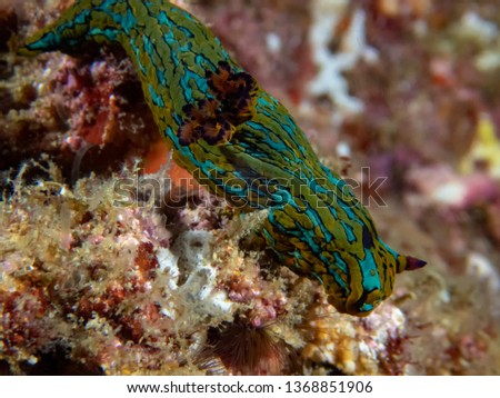 Blue Striped Sea Slug (Tambja eliora)
