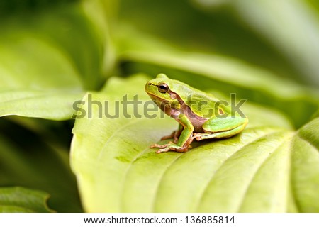 Tree frog on a branch in the spring