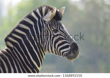 Zebra close up head and face portrait