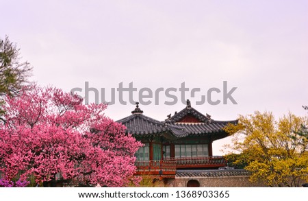 Beautiful cherry blossoms Changdeok  Palace in spring in Seoul,South Korea,